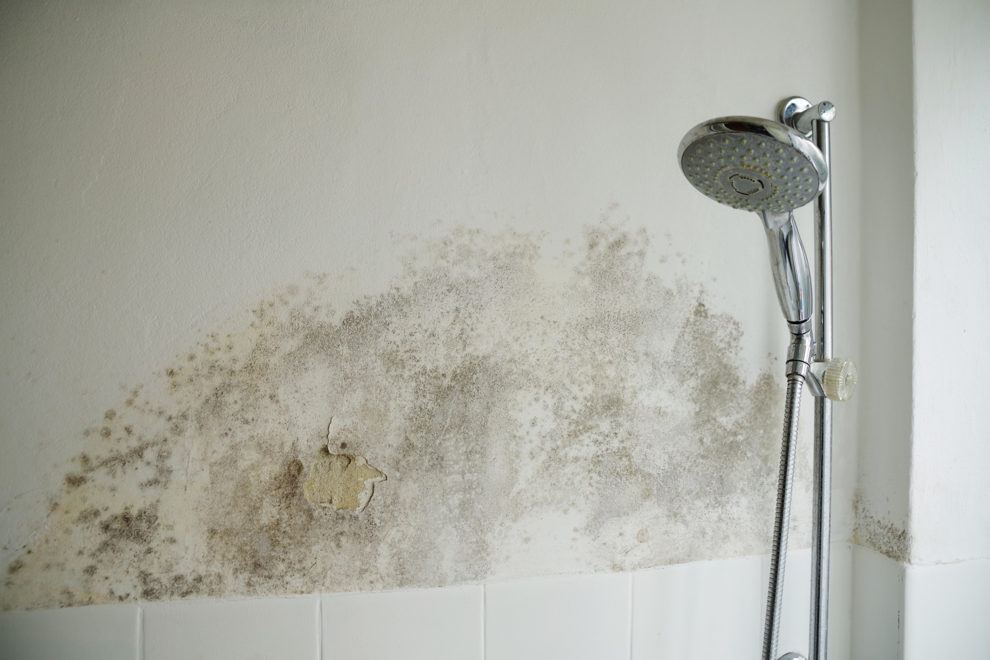 the-6-most-common-types-of-mold-you-might-find-in-your-house